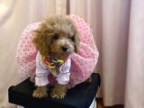 Mini Dişi Toy Poodle