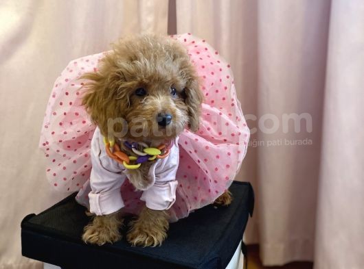 Mini Dişi Toy Poodle görsel