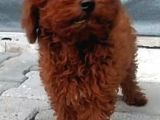 Safkan Lekesiz Red Ve Red Brown Orjinal Yavrular