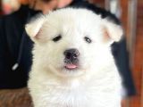 Ayi̇ Yavrusu Samoyed A Kali̇te Irk