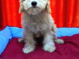 Haylaz Maltipoo erkek