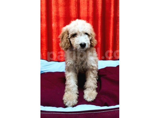 Dişi Kıvır Kıvır Doodle görsel