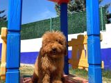 Red Erkek Toy Poodle