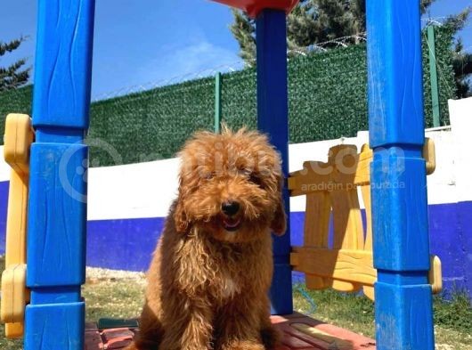 Red Erkek Toy Poodle görsel