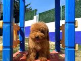 Red erkek Toy poodle