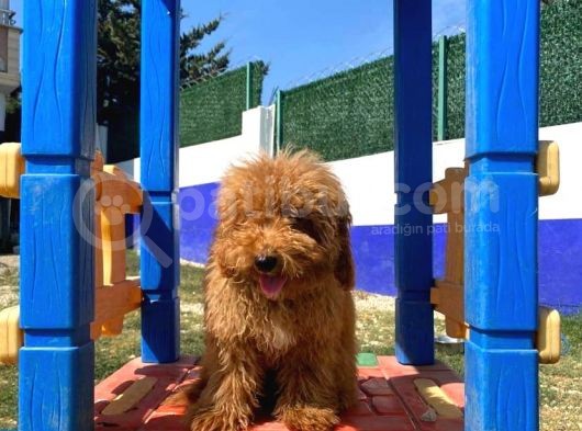 Red Erkek Toy Poodle
