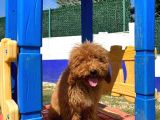 Red Erkek Toy Poodle