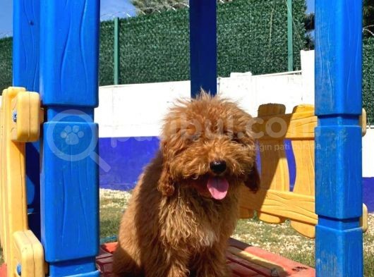 Red Erkek Toy Poodle görsel