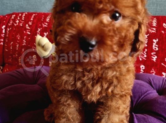 Dark Red Brown Anne Baba 3 Kg Özel Üretim Muhteşem Bebekler görsel