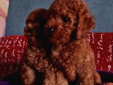 Dark Red Brown Anne Baba 3 Kg Özel Üretim Muhteşem Bebekler
