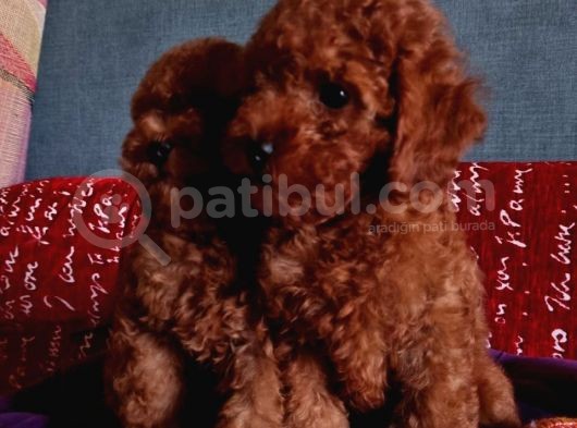 Dark Red Brown Anne Baba 3 Kg Özel Üretim Muhteşem Bebekler görsel