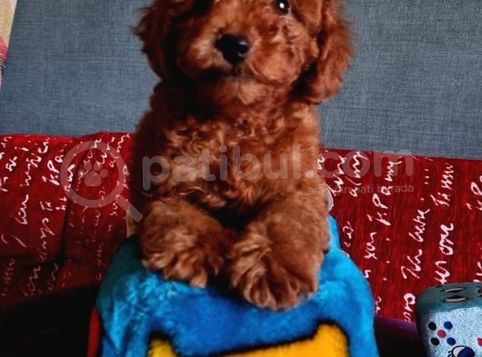 Dark Red Brown Anne Baba 3 Kg Özel Üretim Muhteşem Bebekler