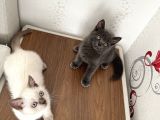British Shorthair Ve Longhair Yavru Kardeşler