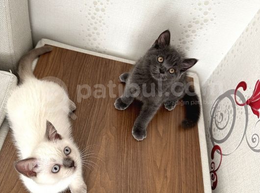 British Shorthair Ve Longhair Yavru Kardeşler görsel