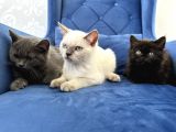 British Shorthair ve longhair yavru kardeşler