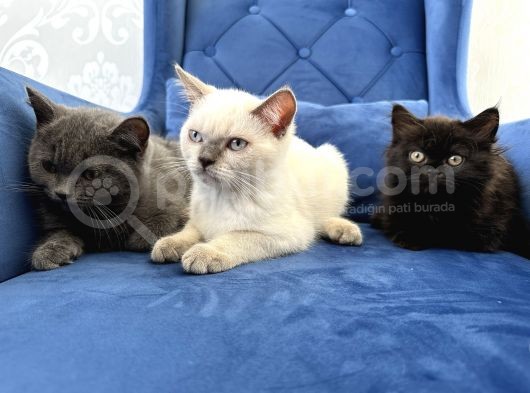British Shorthair Ve Longhair Yavru Kardeşler