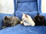 British Shorthair Ve Longhair Yavru Kardeşler