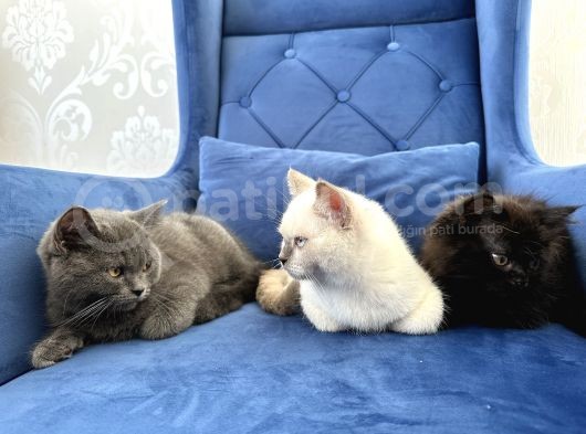British Shorthair Ve Longhair Yavru Kardeşler görsel