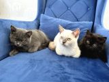 British Shorthair Ve Longhair Yavru Kardeşler