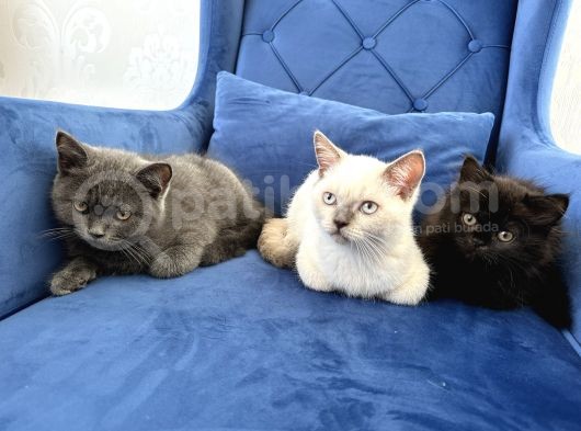British Shorthair Ve Longhair Yavru Kardeşler görsel