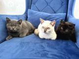 British Shorthair Ve Longhair Yavru Kardeşler