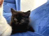 British Shorthair Ve Longhair Yavru Kardeşler