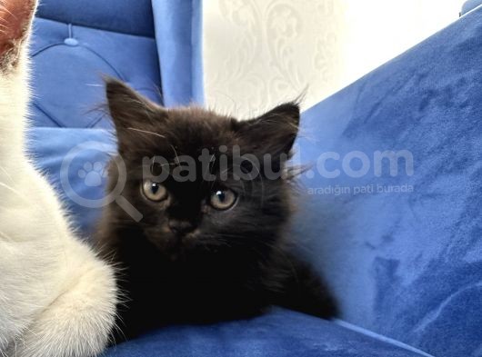 British Shorthair Ve Longhair Yavru Kardeşler görsel