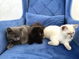 British Shorthair Ve Longhair Yavru Kardeşler