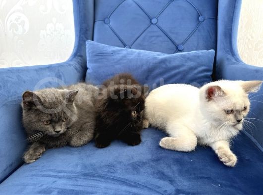 British Shorthair Ve Longhair Yavru Kardeşler görsel