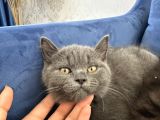 British Shorthair Ve Longhair Yavru Kardeşler