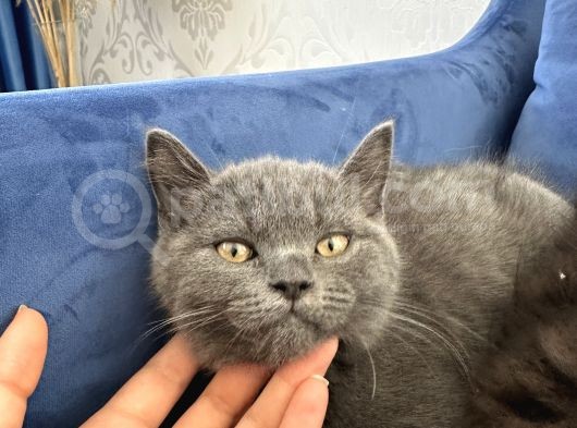 British Shorthair Ve Longhair Yavru Kardeşler görsel