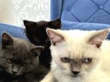British Shorthair Ve Longhair Yavru Kardeşler