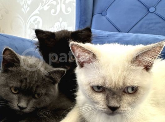 British Shorthair Ve Longhair Yavru Kardeşler görsel