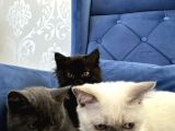 British Shorthair Ve Longhair Yavru Kardeşler