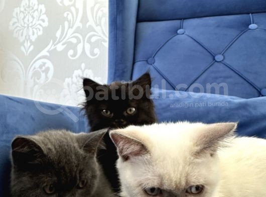 British Shorthair Ve Longhair Yavru Kardeşler görsel