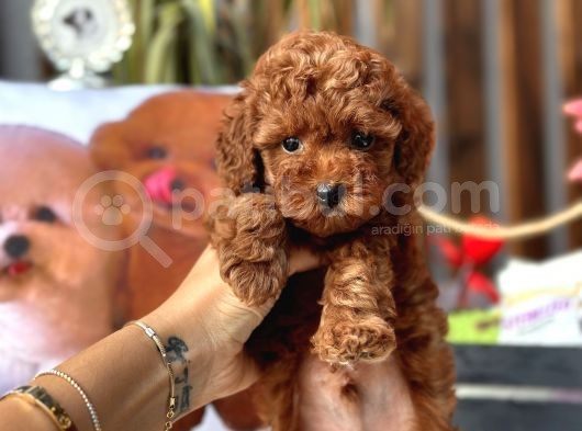 Safkan Red Toy Poodle Yavrular görsel