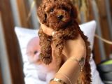 Safkan Red Toy Poodle Yavrular
