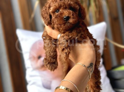 Safkan Red Toy Poodle Yavrular görsel