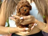 SAFKAN RED TOY POODLE YAVRULAR