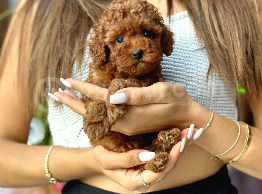 Safkan Red Toy Poodle Yavrular