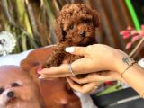 Safkan Red Toy Poodle Yavrular