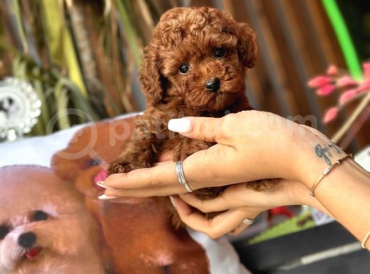 Safkan Red Toy Poodle Yavrular görsel