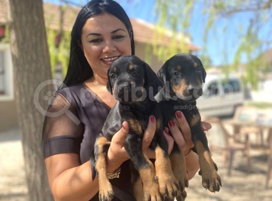 Üst Kalite King Doberman Yavrularım görsel