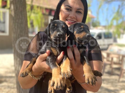 King doberman yavrular