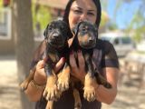 Üst Kalite King Doberman Yavrularım