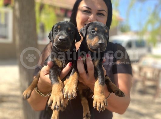 Üst Kalite King Doberman Yavrularım görsel