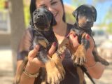 Üst Kalite King Doberman Yavrularım
