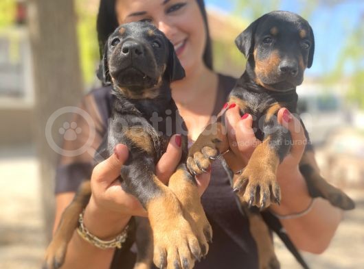 Üst Kalite King Doberman Yavrularım görsel