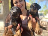 Üst Kalite King Doberman Yavrularım
