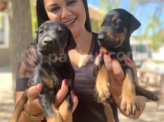 Üst Kalite King Doberman Yavrularım görsel